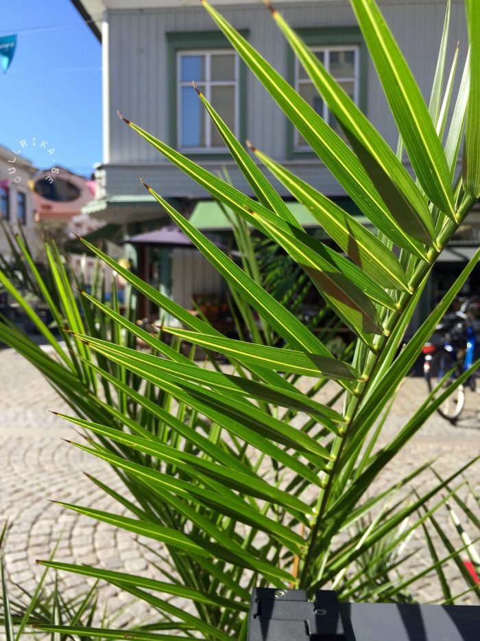 Kungsgatan från Black Pearl - 27aug16