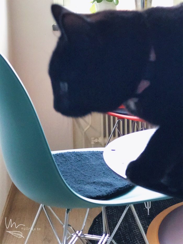 en liten Stitch-nos hamnade i vägen :)