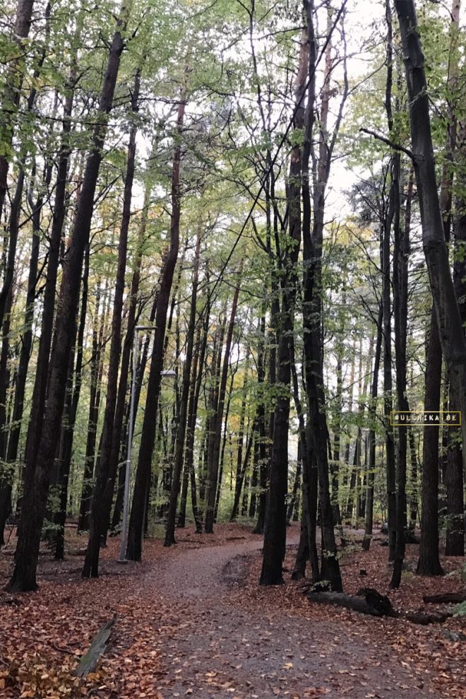söndagsjogg i Påskbergsskogen - 22okt17
